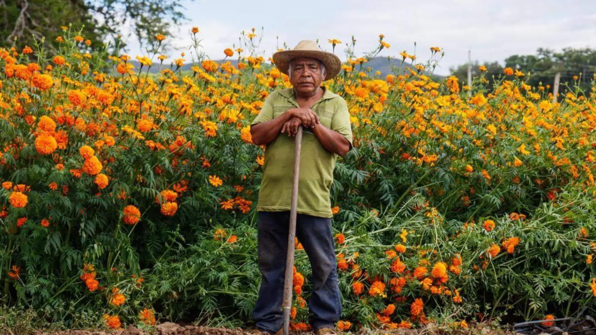 Cultivos de cempasúchil